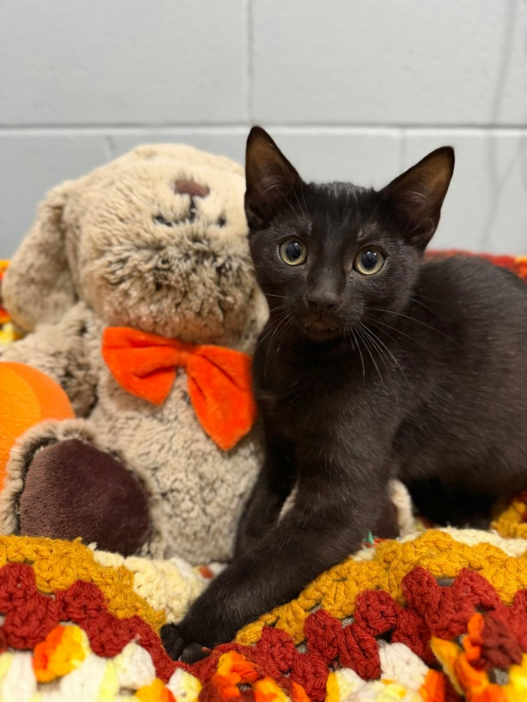 Dr. Finkelstein, a 12 weeks old Black Male Domestic Short Hair Kitten