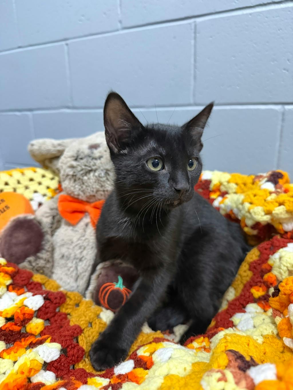 Beetle Juice, a 12 weeks old Black Male Domestic Short Hair Kitten