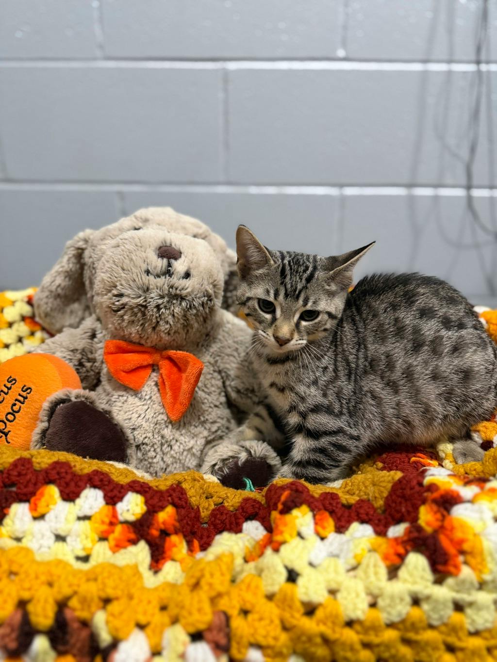 Sweeney Todd, a 12 weeks old Brown Tabby Male Domestic Short Hair Kitten