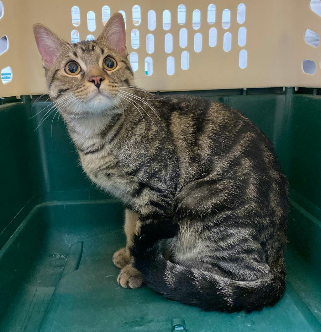 Cameron, a 1 year old Brown Tabby Male Domestic Short Hair Cat