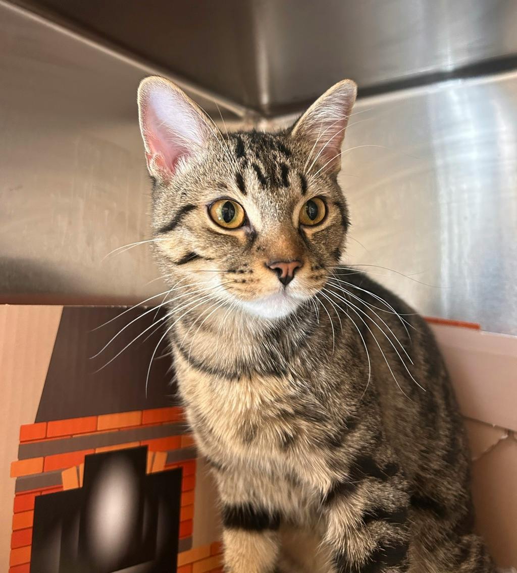 Cameron, a 1 year old Brown Tabby Male Domestic Short Hair Cat