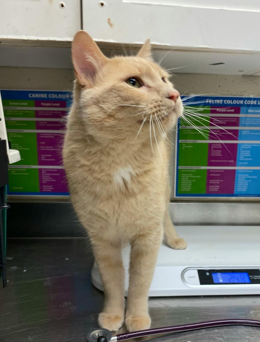 Caleb, a 2 years old Buff Male Domestic Short Hair Cat
