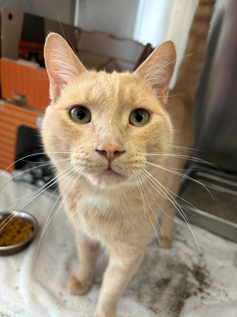 Caleb, a 2 years old Buff Male Domestic Short Hair Cat