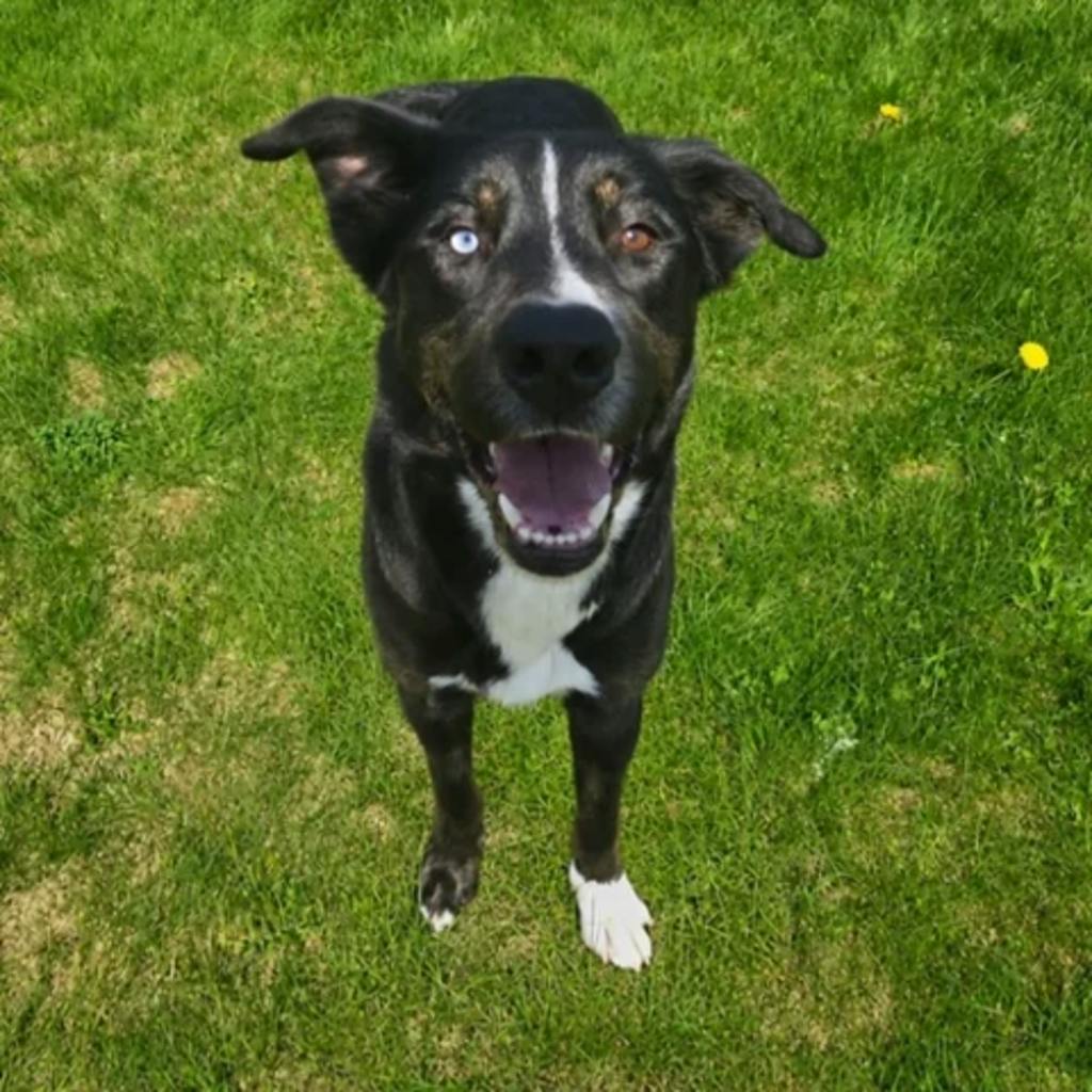 Peter, a 3 years old Black Male Husky Mixed Dog