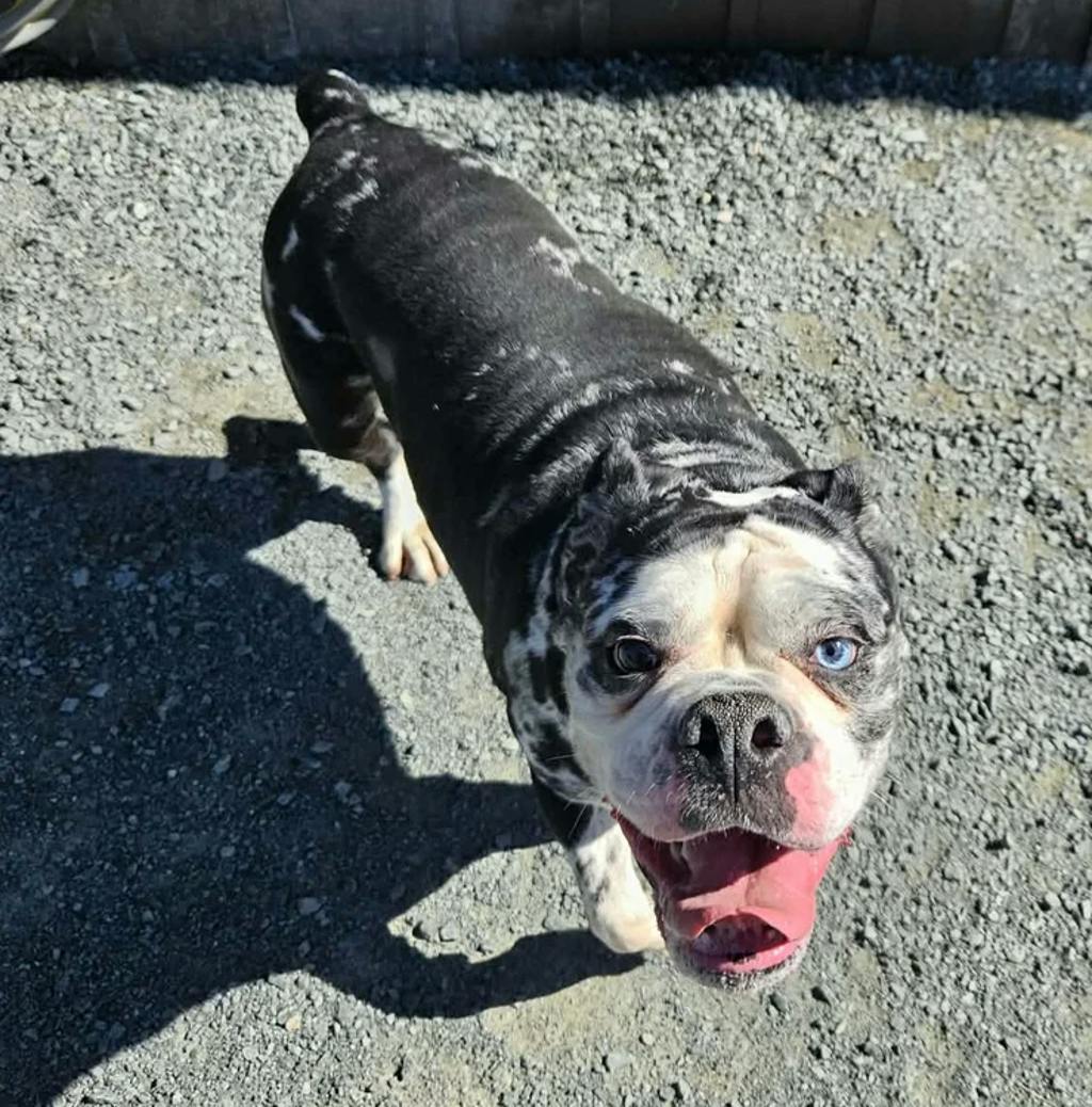 Missy, a 3 years old Merle Female Olde English Bulldogge Dog