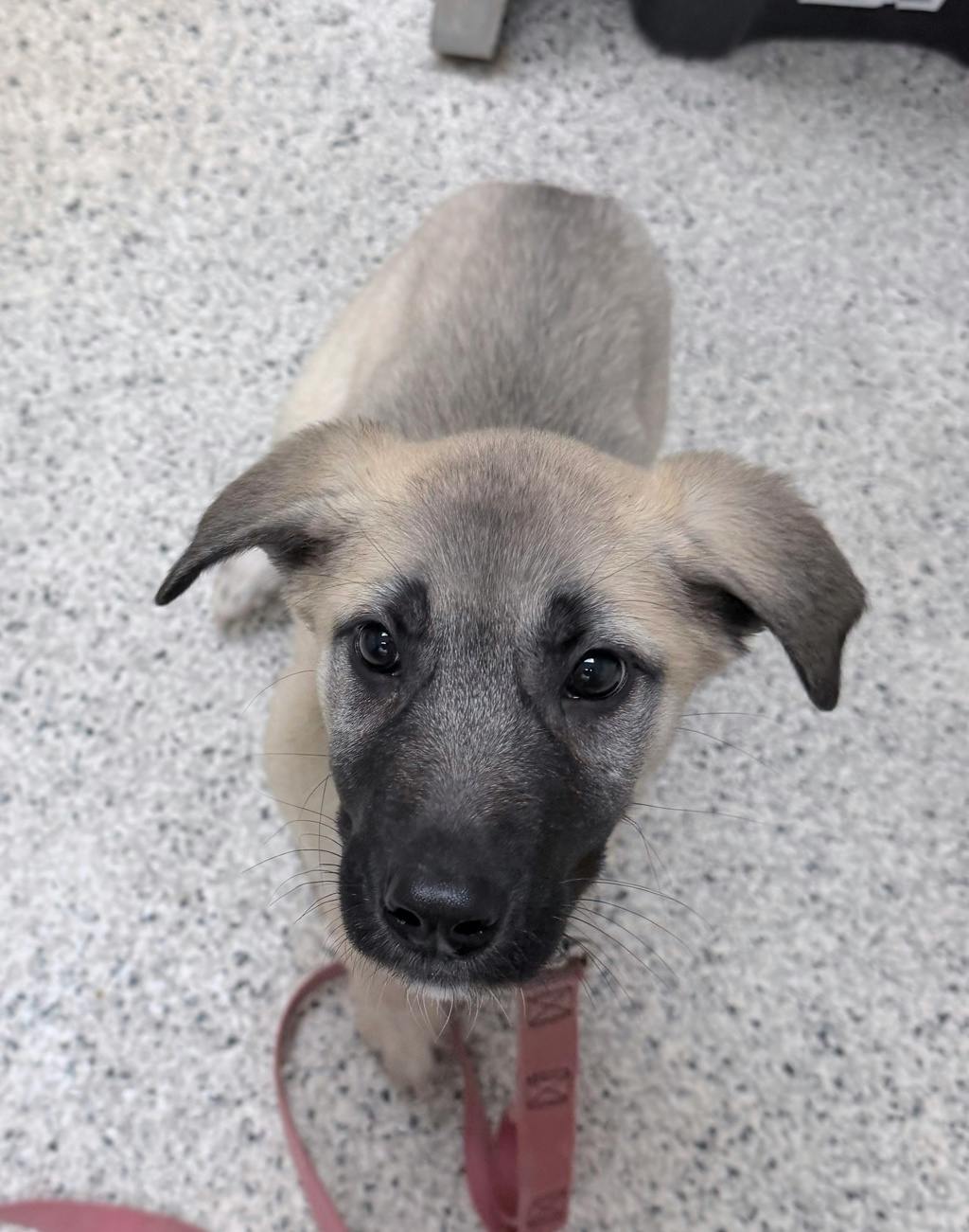 Rosey, a 12 weeks old Tan Female Husky Mixed Puppy