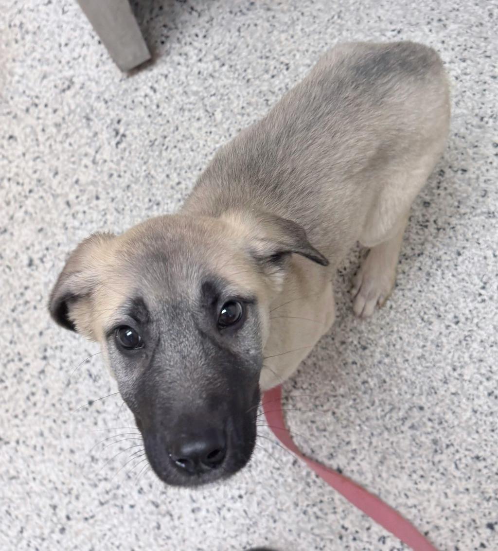 Rosey, a 12 weeks old Tan Female Husky Mixed Puppy