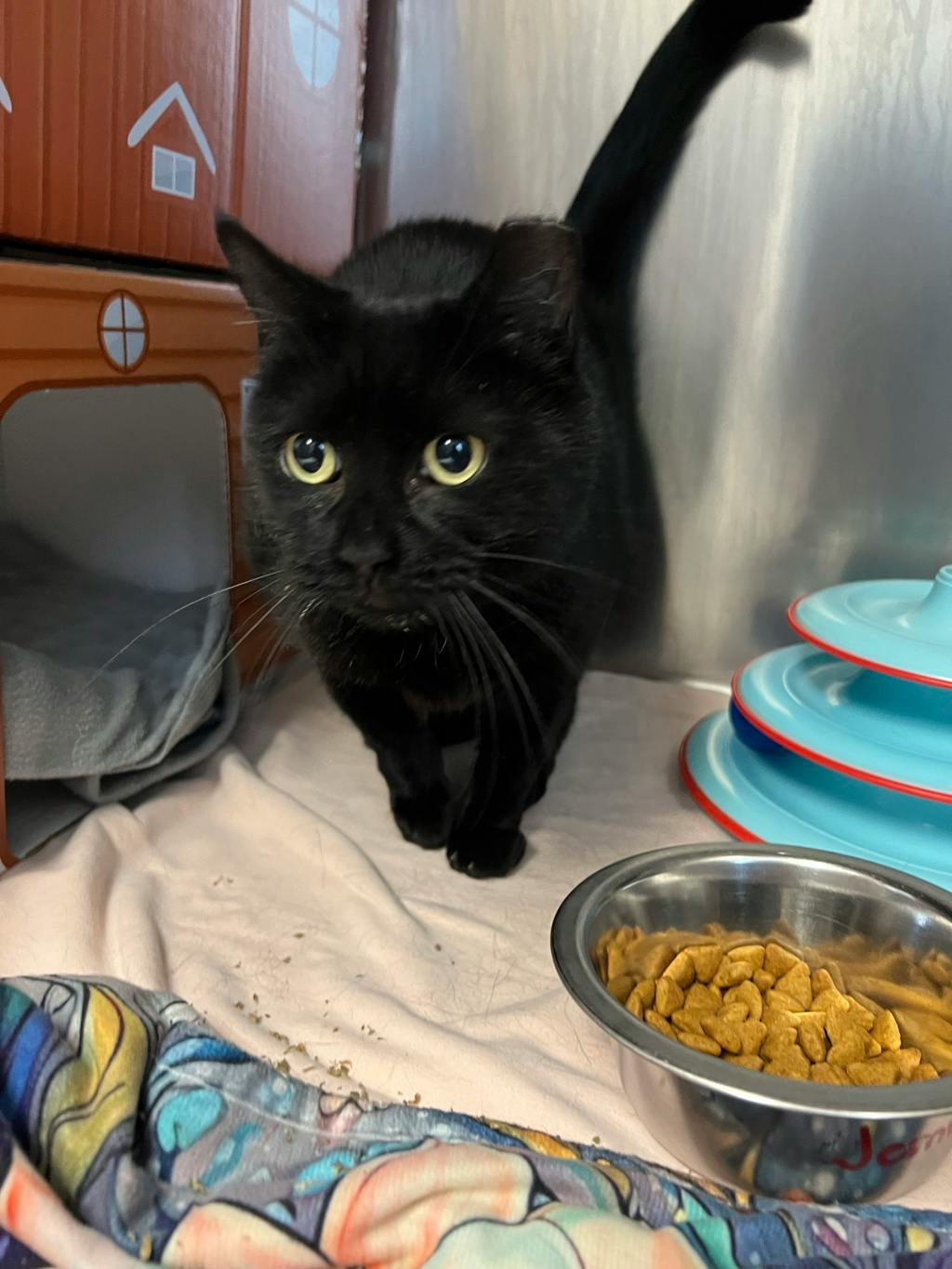 Jemma (delayed Adoption), a 5 years and 9 months old Black Female Domestic Short Hair Cat
