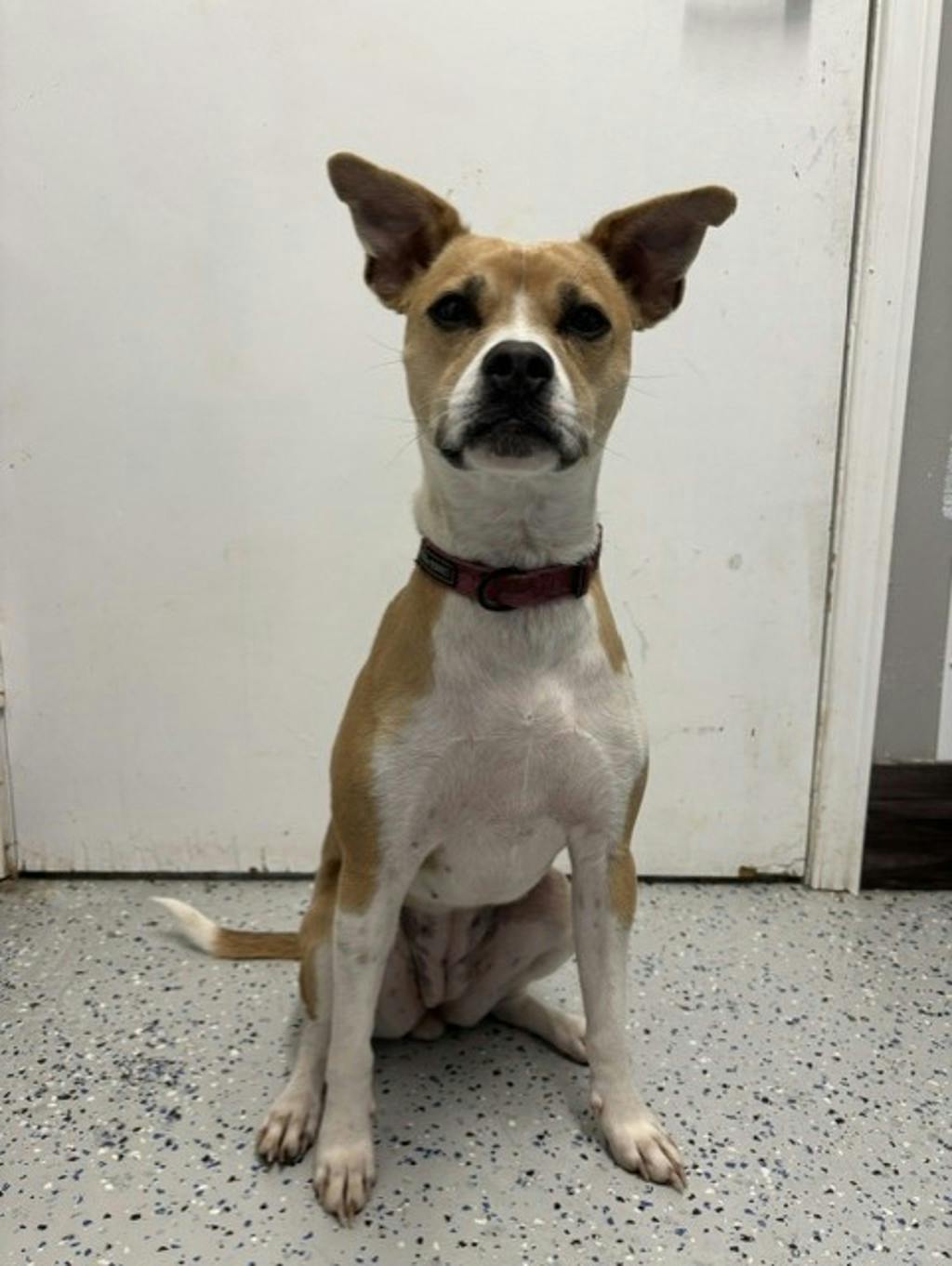 Lulu, a 1 year and 3 months old Tan Female Whippet Dog