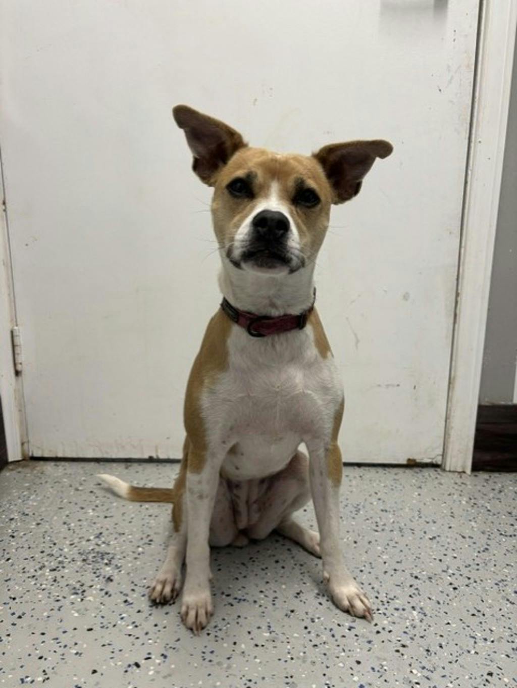 Lulu, a 1 year and 3 months old Tan Female Whippet Dog