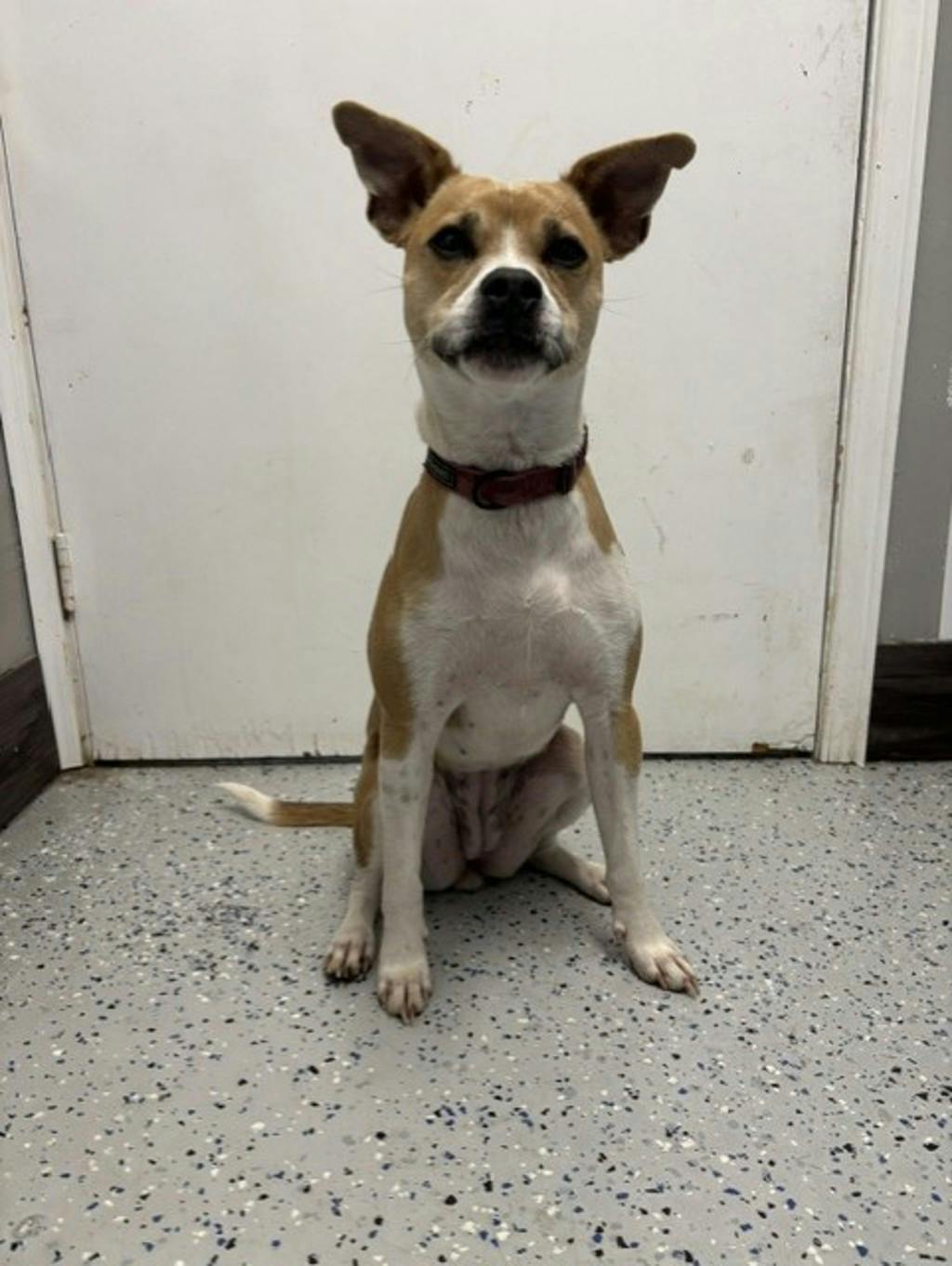 Lulu, a 1 year and 3 months old Tan Female Whippet Dog