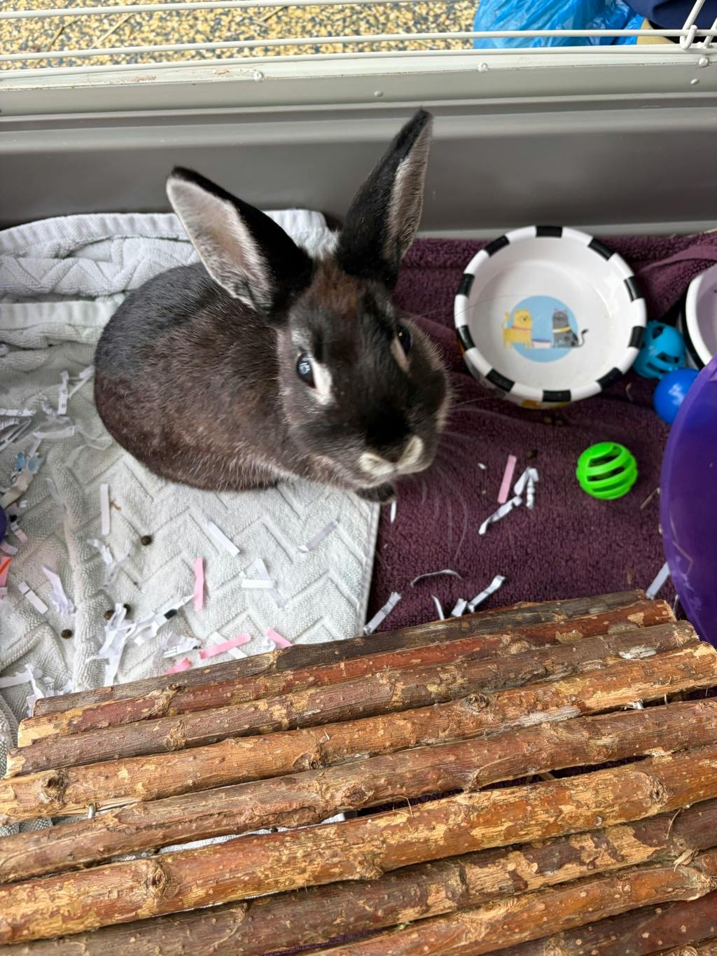 Po, a 7 months old Black Male Dwarf Small Animal