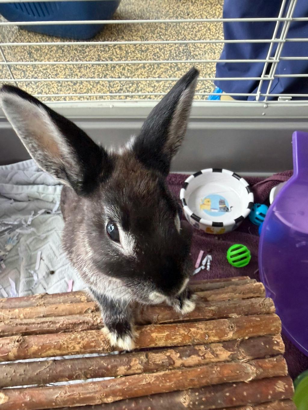 Po, a 7 months old Black Male Dwarf Small Animal