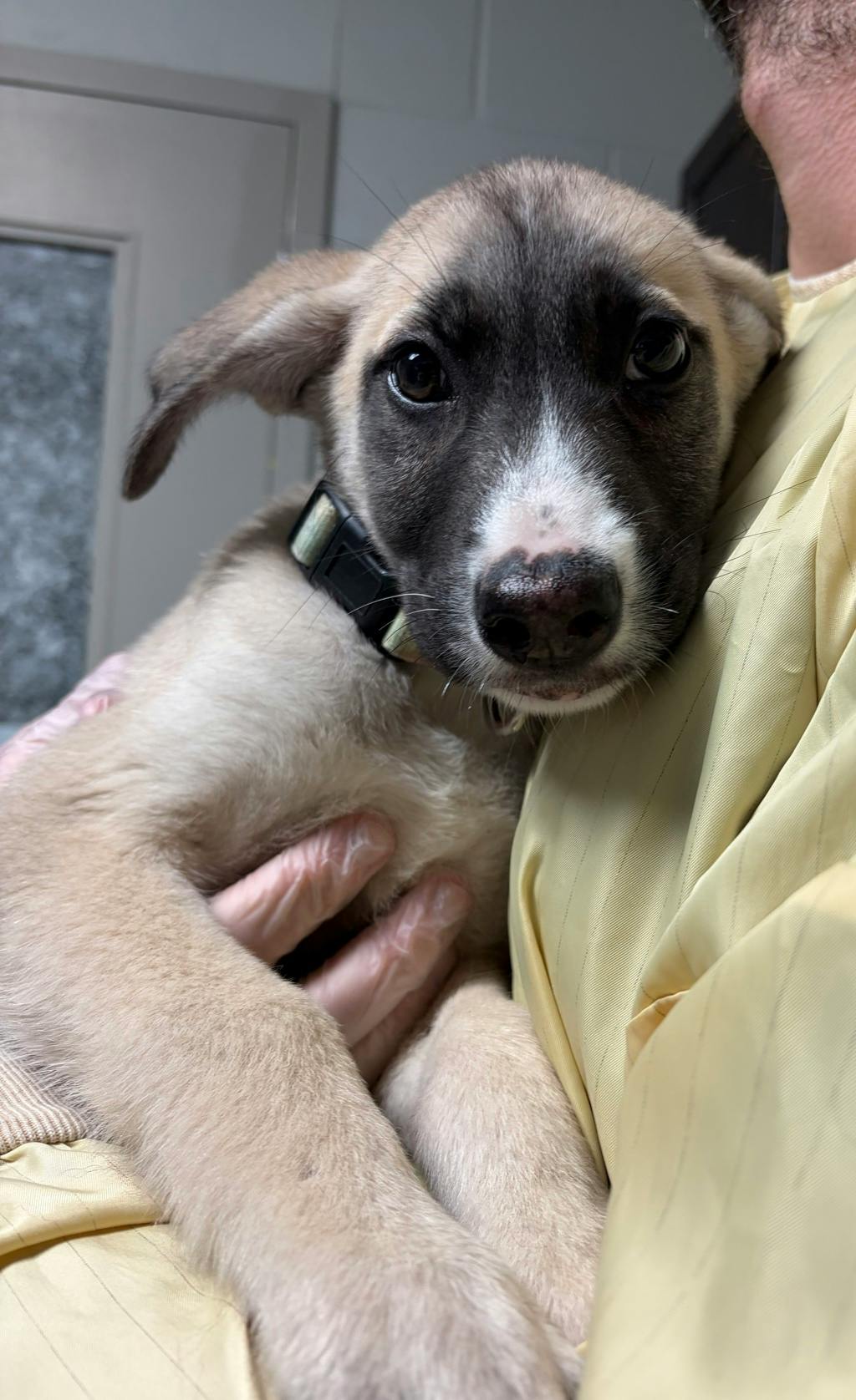 Chilli, a 3 months old Grey Female Husky Mixed Puppy