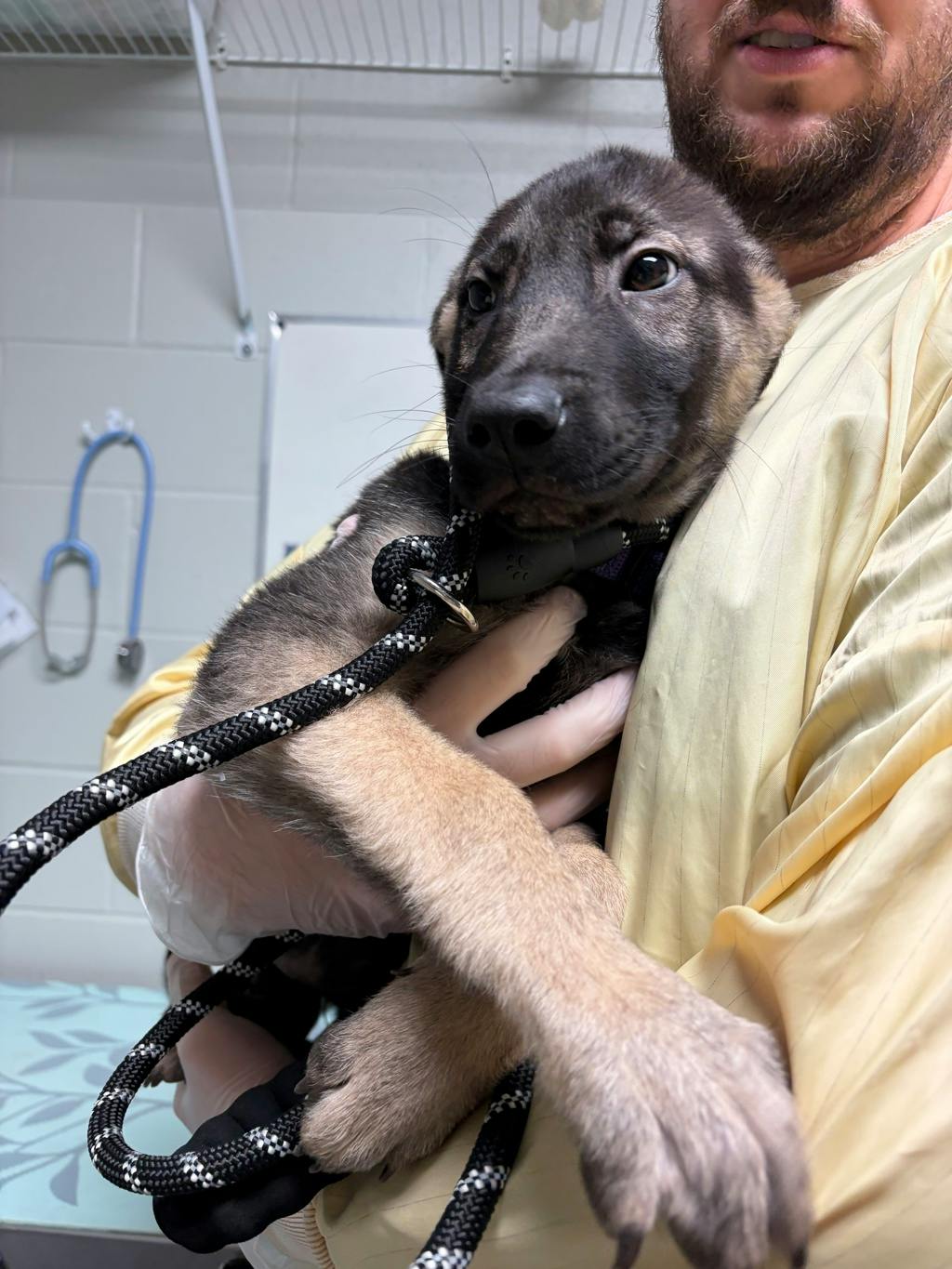 Toasty, a 3 months old Black Female Husky Mixed Puppy