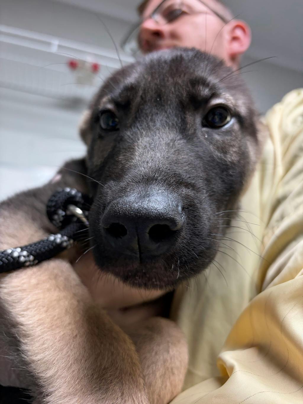 Toasty, a 3 months old Black Female Husky Mixed Puppy