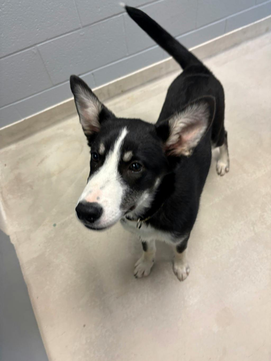 Zero, a 4 months old Black Female Husky Mixed Puppy
