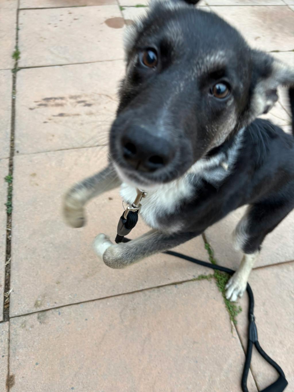 Shirley, a 4 months old Black Female Husky Mixed Puppy