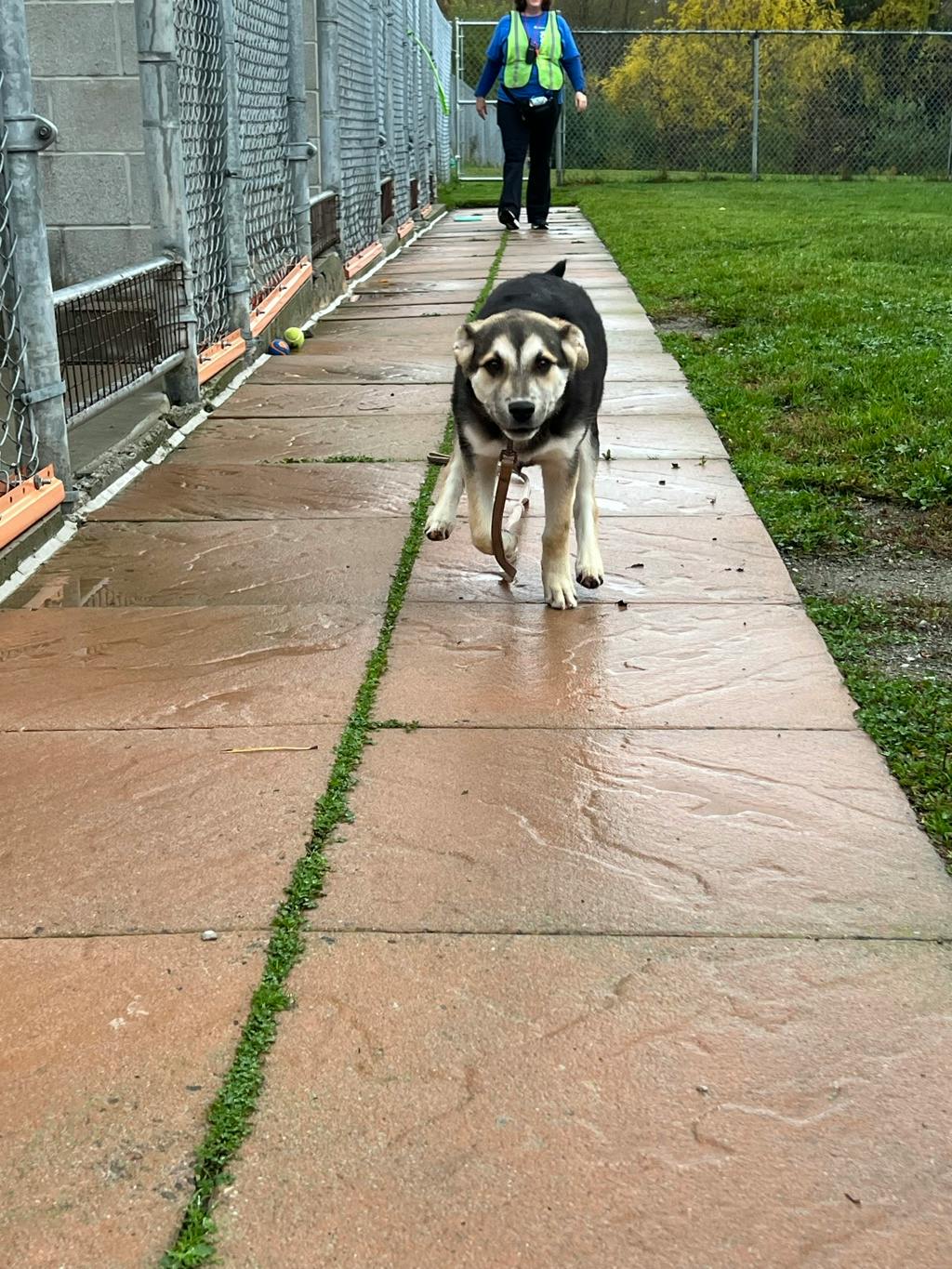 Quatro, a 4 months old Black Male Husky Mixed Puppy