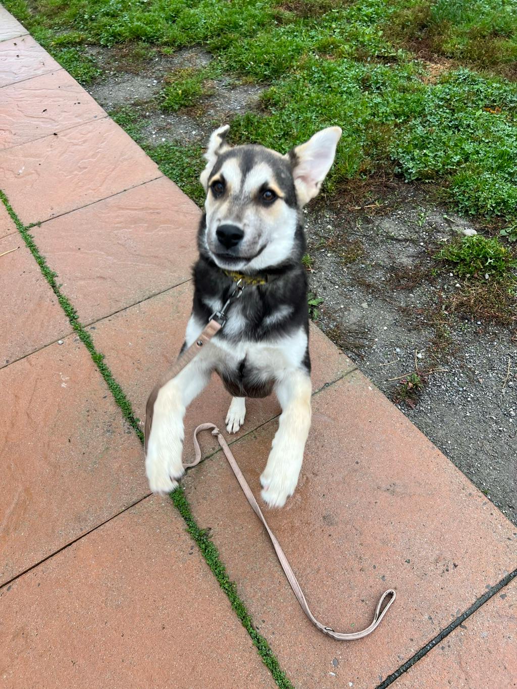 Quatro, a 4 months old Black Male Husky Mixed Puppy