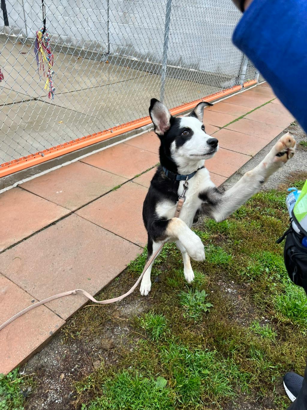 Rip, a 4 months old Black Male Husky Mixed Puppy