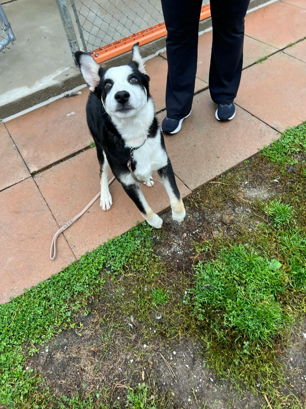 Rip, a 4 months old Black Male Husky Mixed Puppy