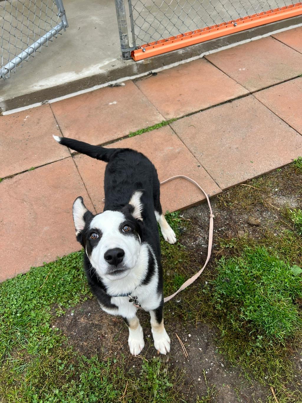Rip, a 4 months old Black Male Husky Mixed Puppy