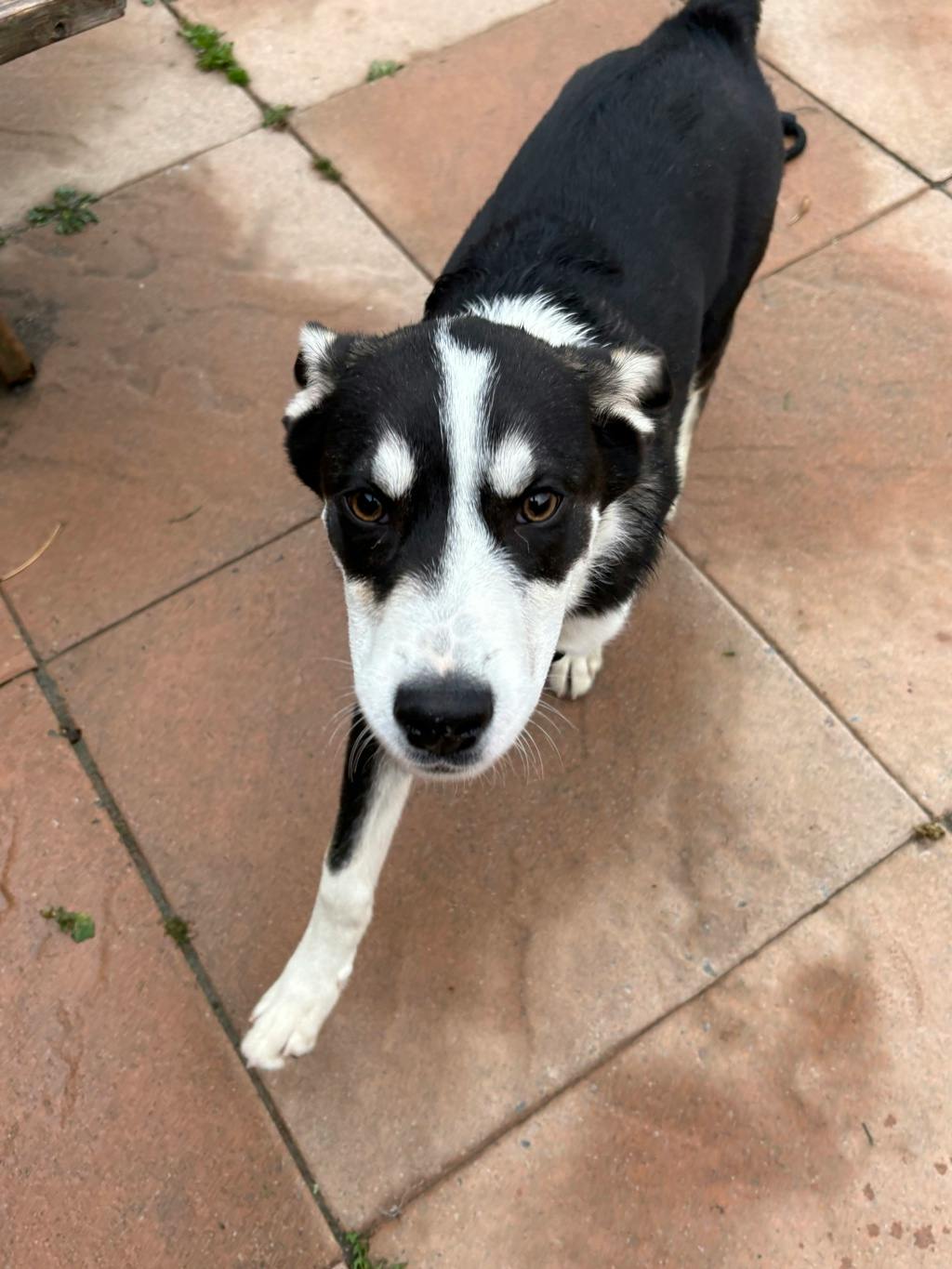 Juan, a 4 months old Black Male Husky Mixed Puppy