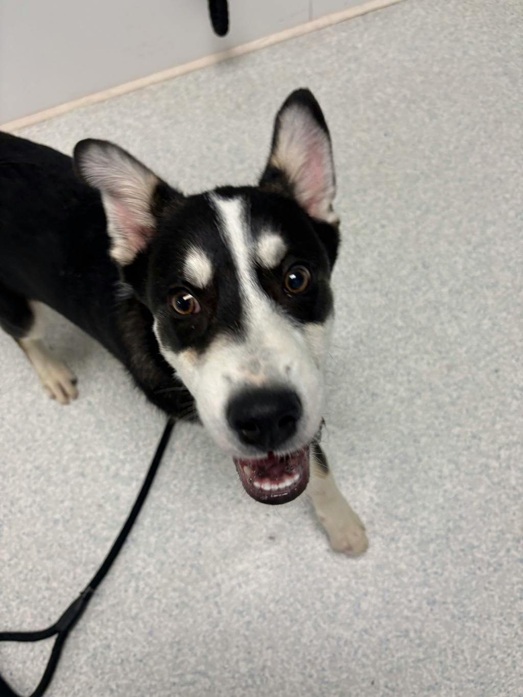 Juan, a 4 months old Black Male Husky Mixed Puppy