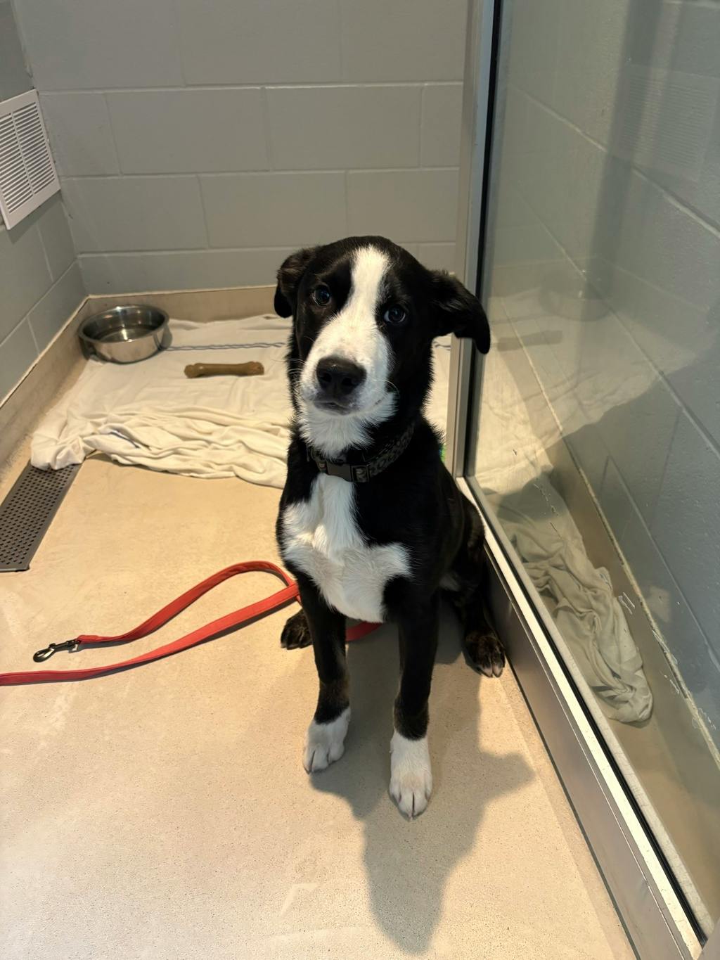 Shadow, a 4 months old Black Male Husky Mixed Puppy