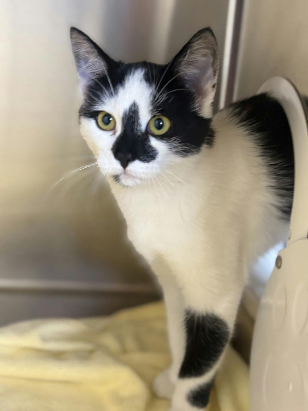 Shania, a 5 months old White Female Domestic Short Hair Cat