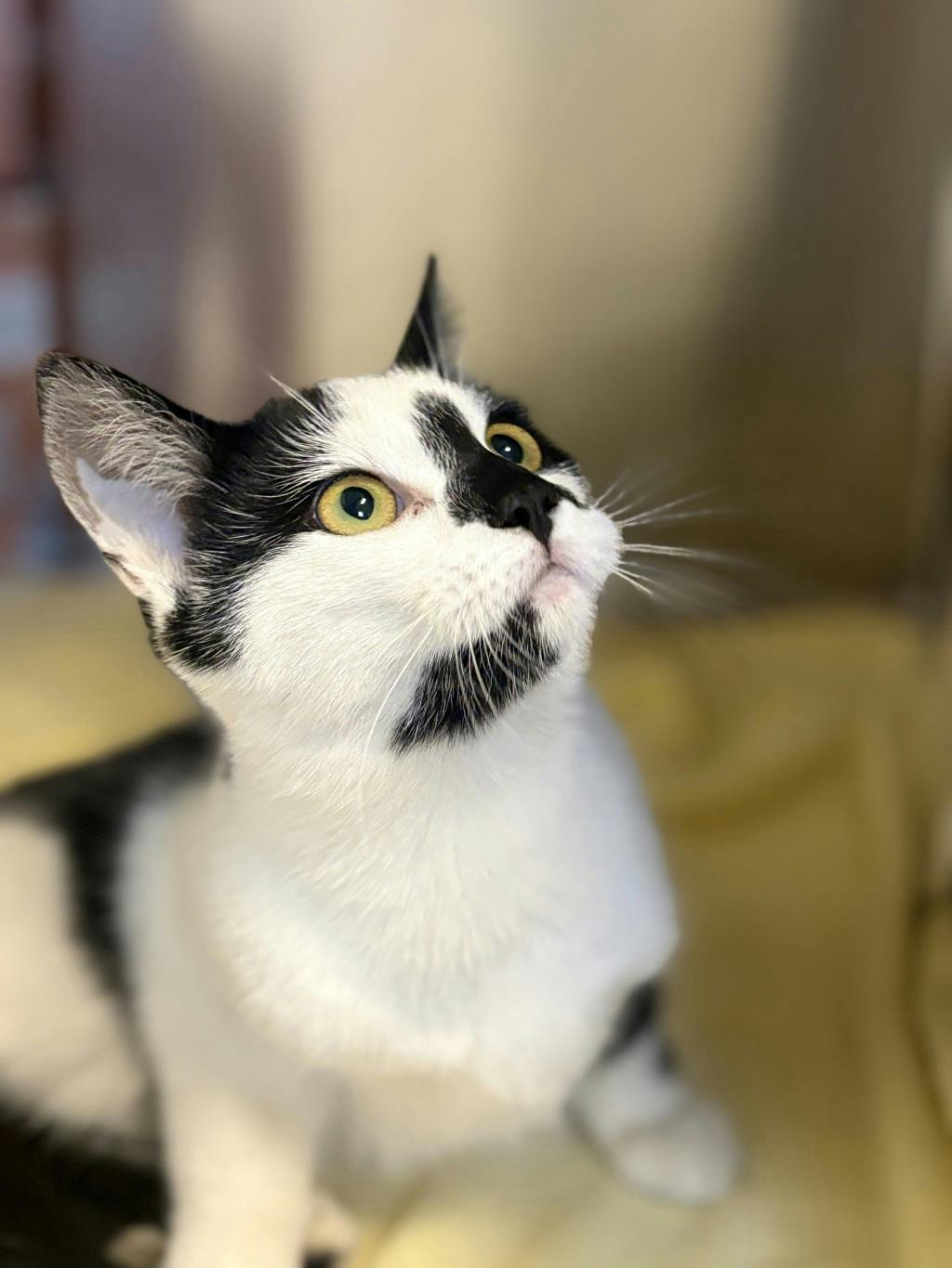 Shania, a 5 months old White Female Domestic Short Hair Cat