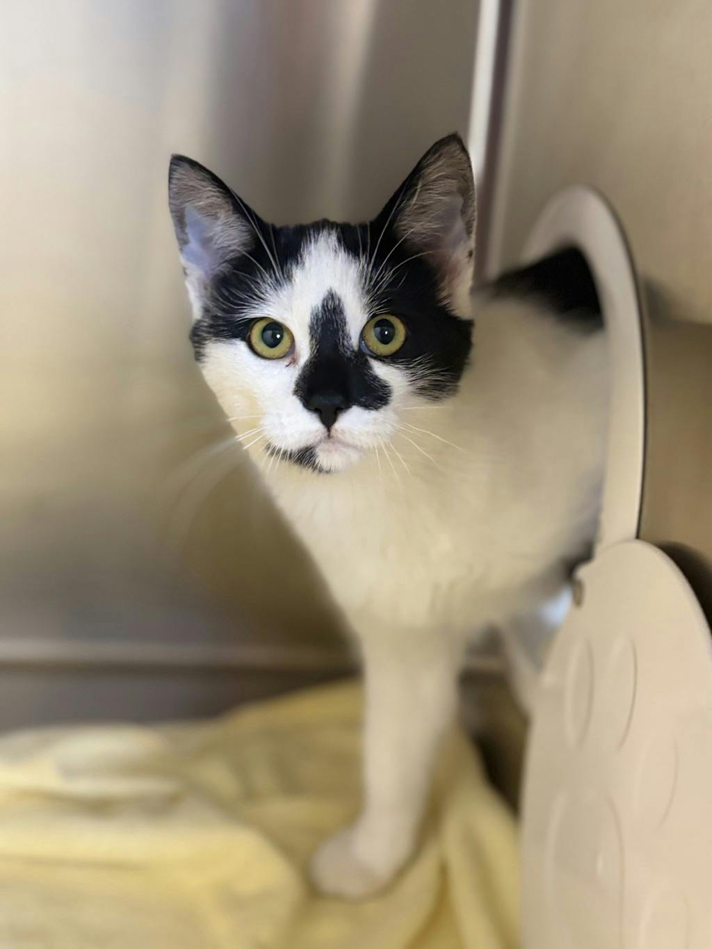 Shania, a 5 months old White Female Domestic Short Hair Cat