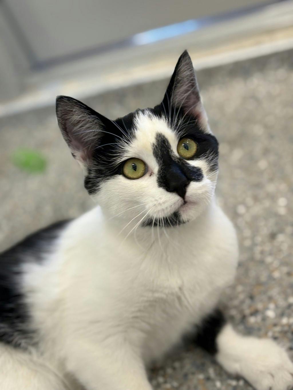Shania, a 5 months old White Female Domestic Short Hair Cat