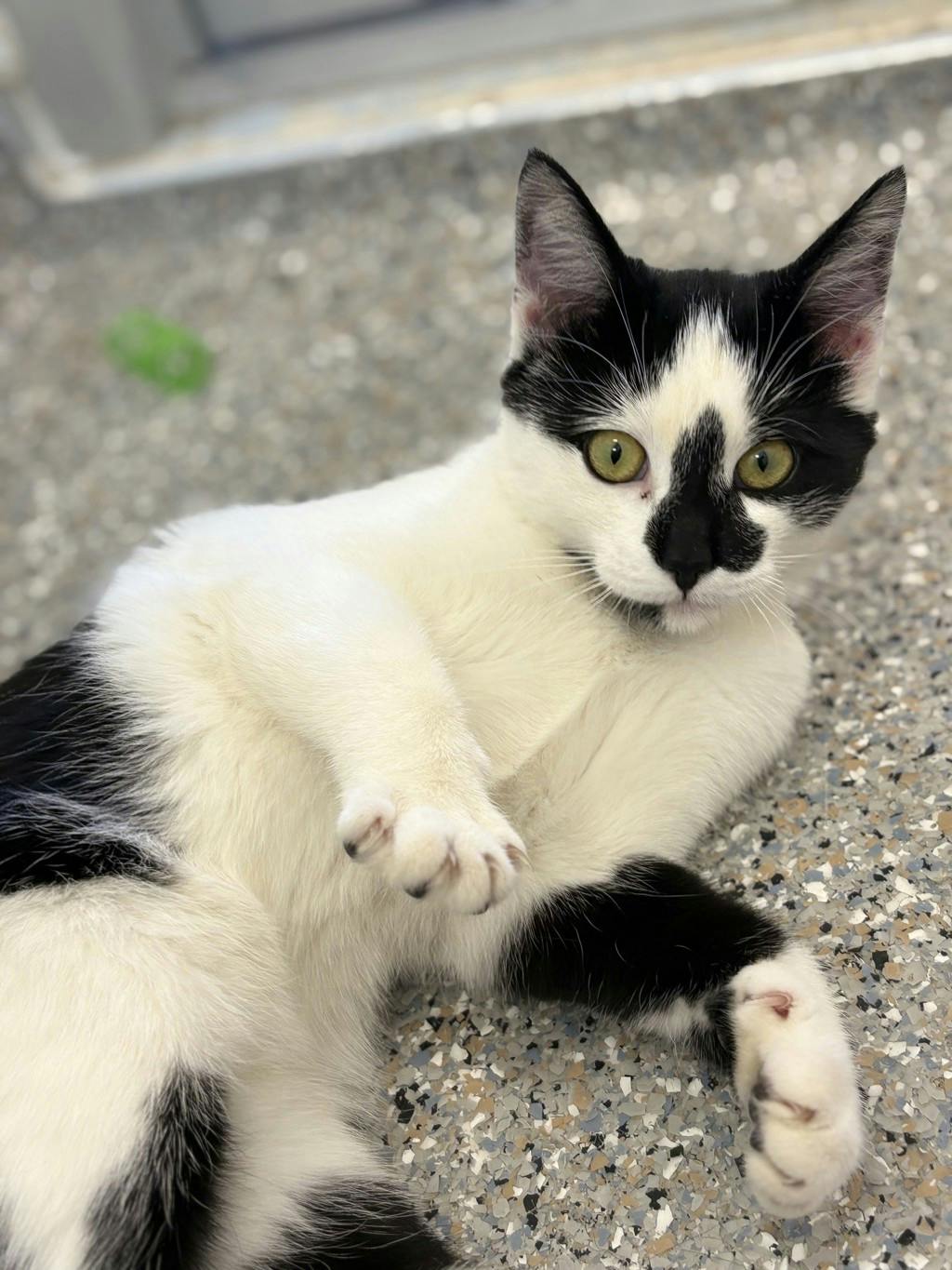 Shania, a 5 months old White Female Domestic Short Hair Cat