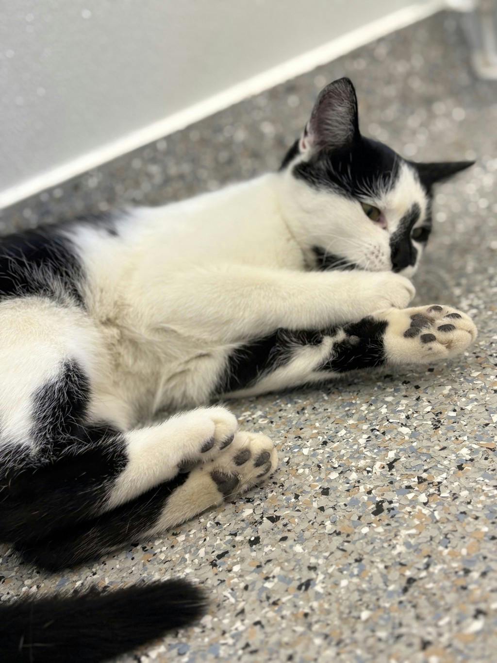 Shania, a 5 months old White Female Domestic Short Hair Cat