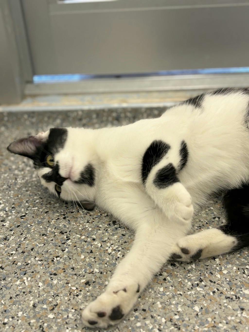Shania, a 5 months old White Female Domestic Short Hair Cat
