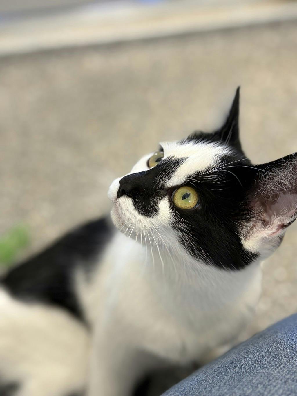 Shania, a 5 months old White Female Domestic Short Hair Cat