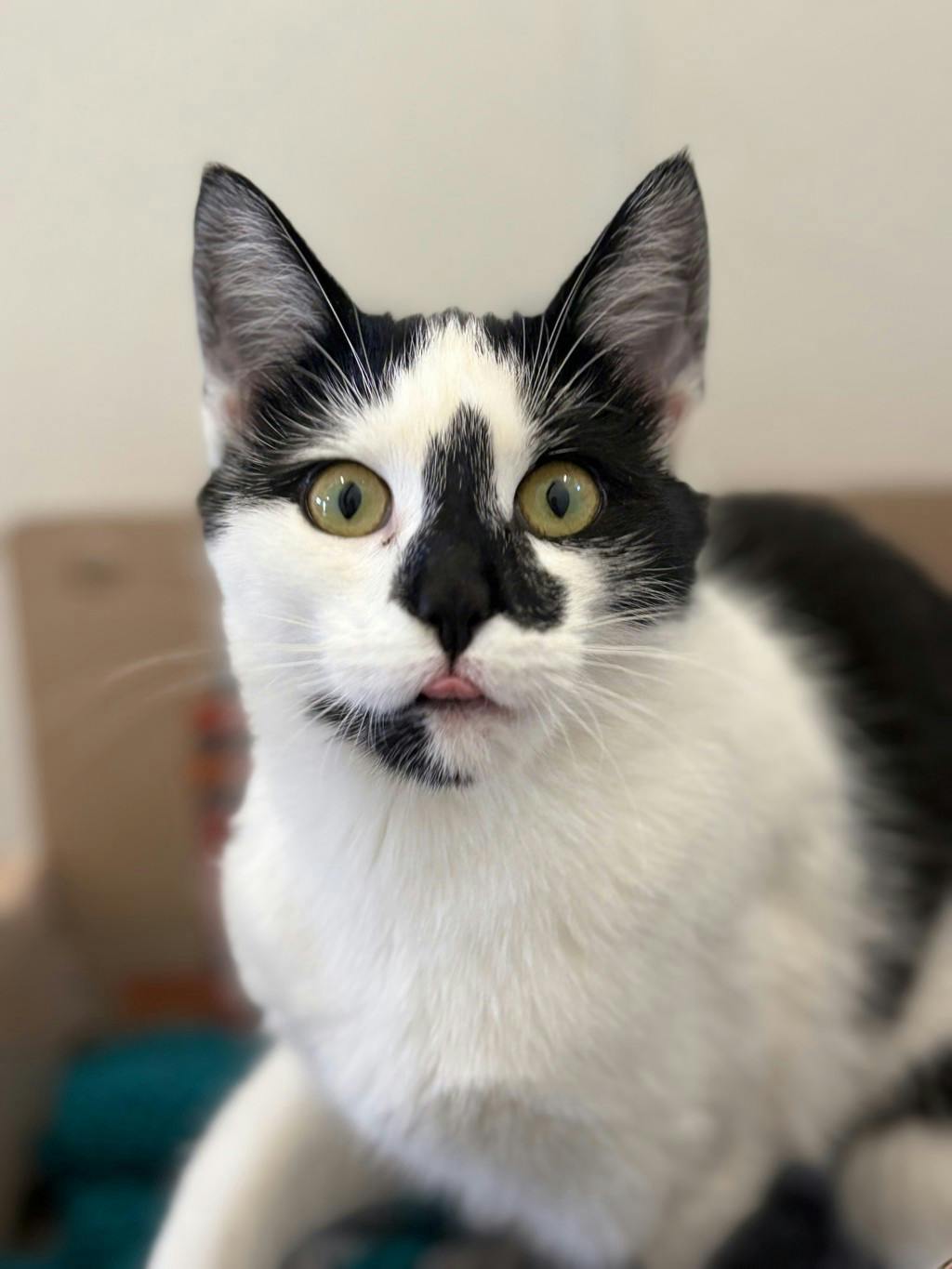 Shania, a 5 months old White Female Domestic Short Hair Cat