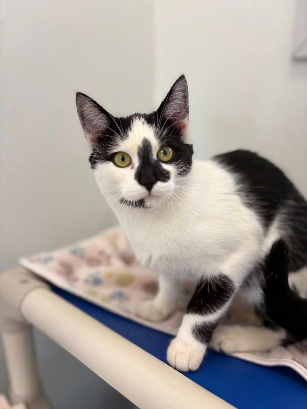 Shania, a 5 months old White Female Domestic Short Hair Cat