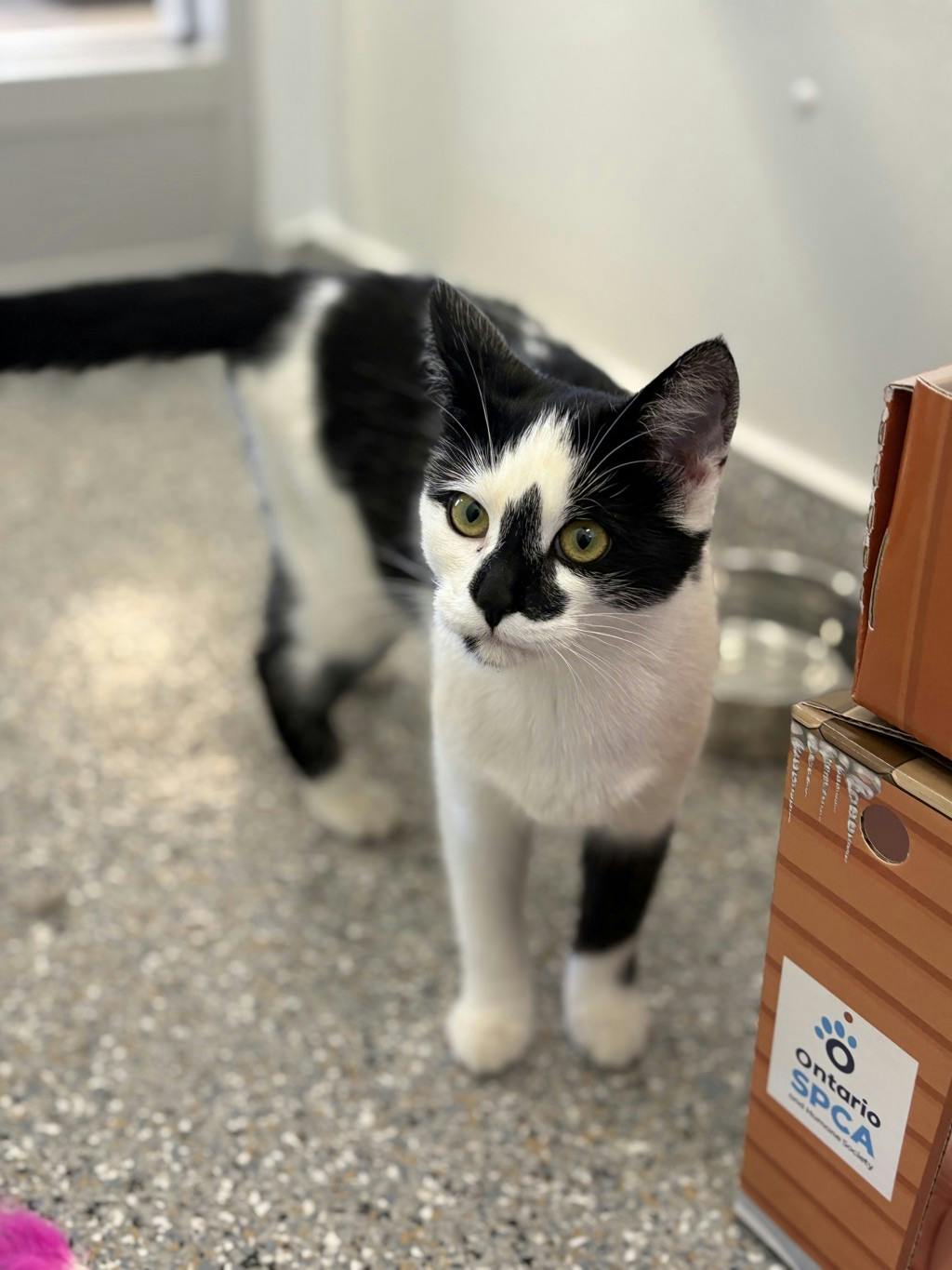 Shania, a 5 months old White Female Domestic Short Hair Cat