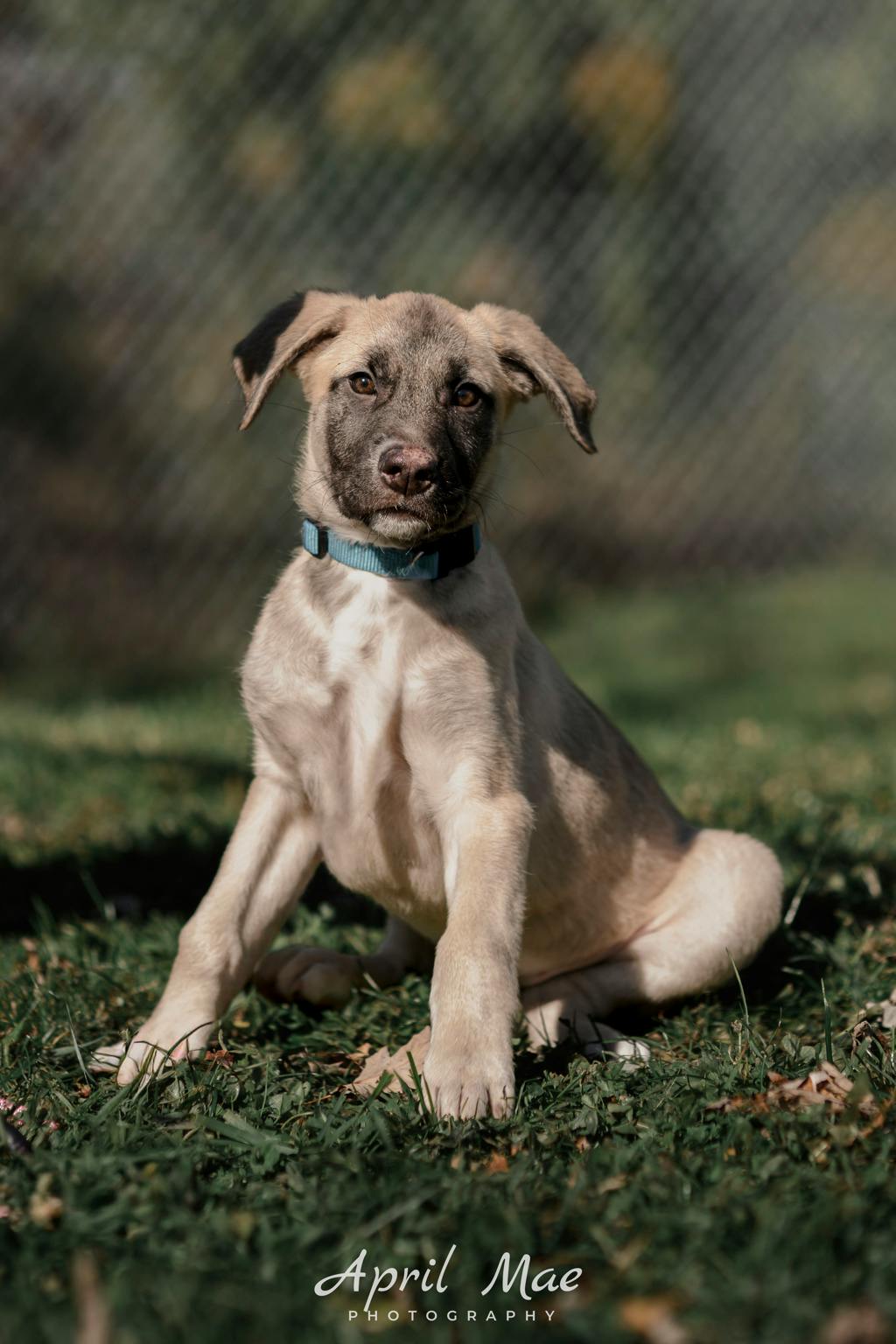 Dewey(fta), a 3 months old Tan Female Husky Mixed Puppy