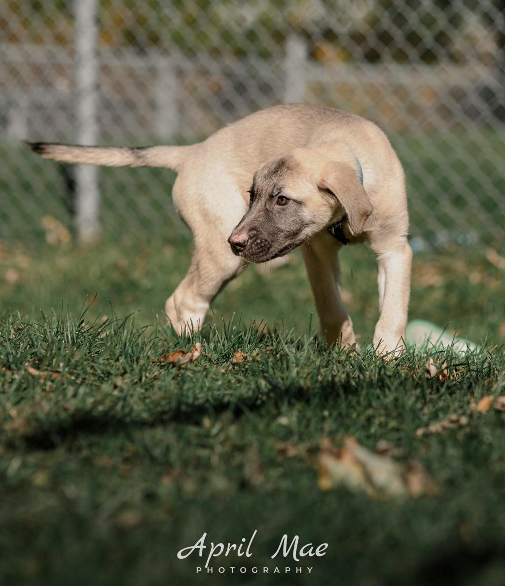 Dewey(fta), a 3 months old Tan Female Husky Mixed Puppy