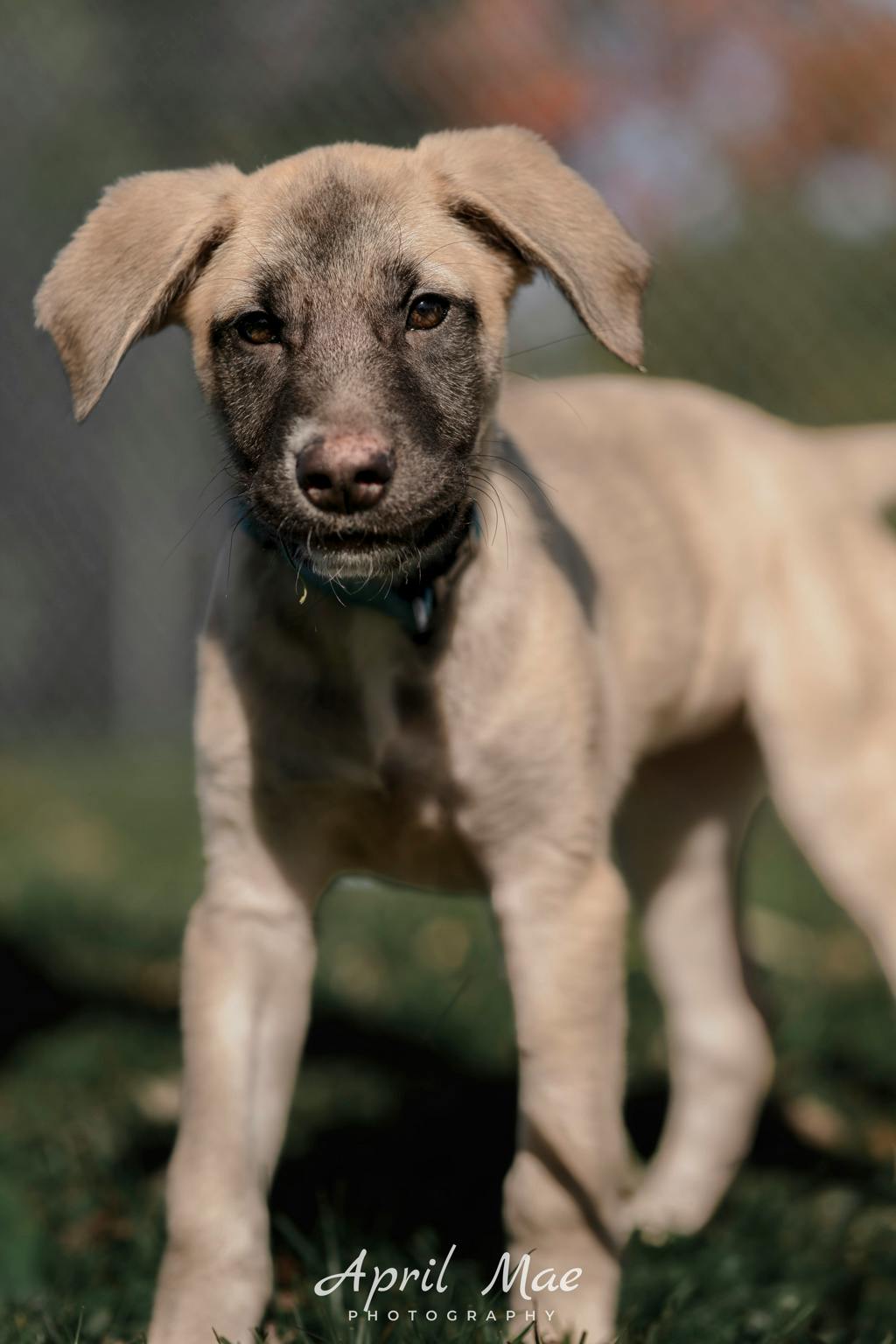Dewey(fta), a 3 months old Tan Female Husky Mixed Puppy