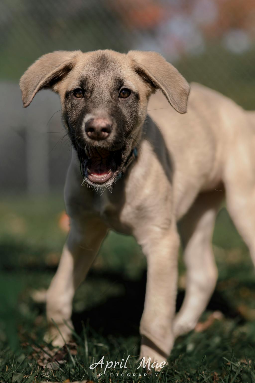 Dewey(fta), a 3 months old Tan Female Husky Mixed Puppy