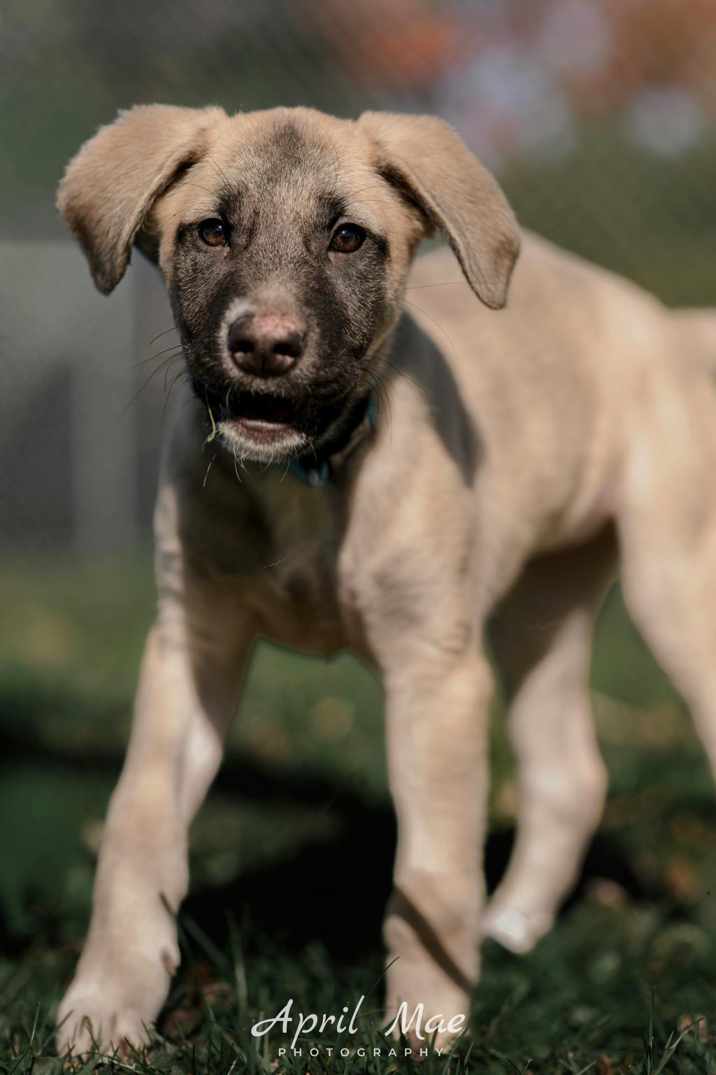 Dewey(fta), a 3 months old Tan Female Husky Mixed Puppy