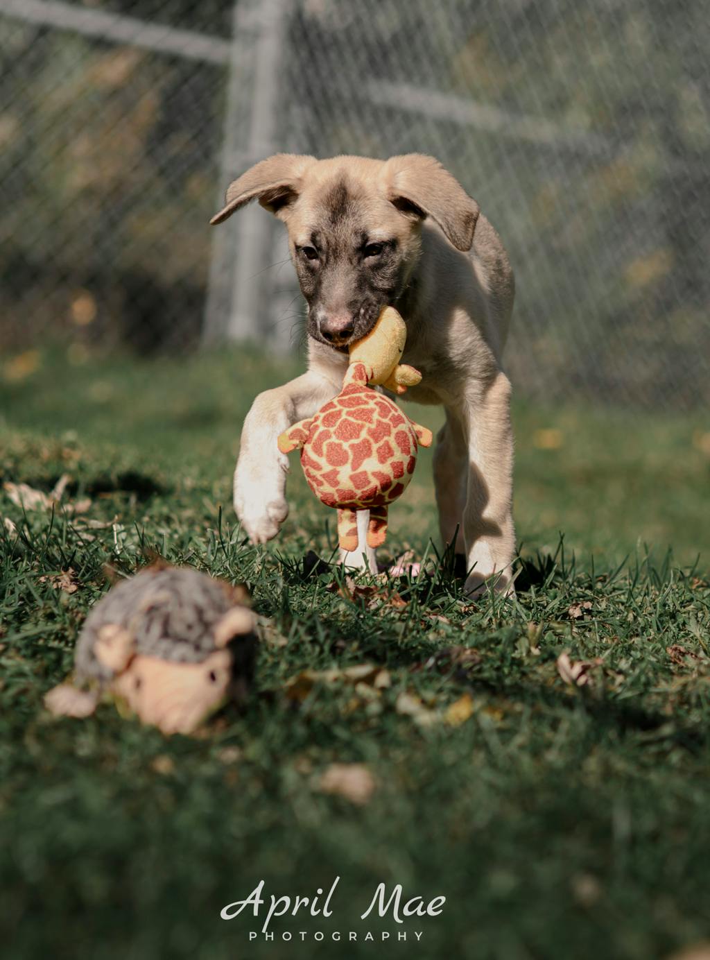 Dewey(fta), a 3 months old Tan Female Husky Mixed Puppy
