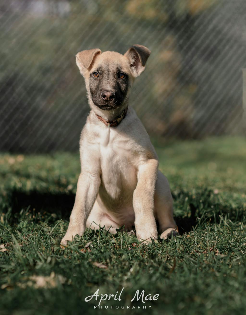Percy(fta), a 3 months old Tan Male Husky Mixed Puppy