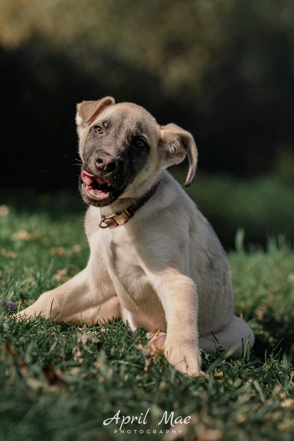 Percy(fta), a 3 months old Tan Male Husky Mixed Puppy