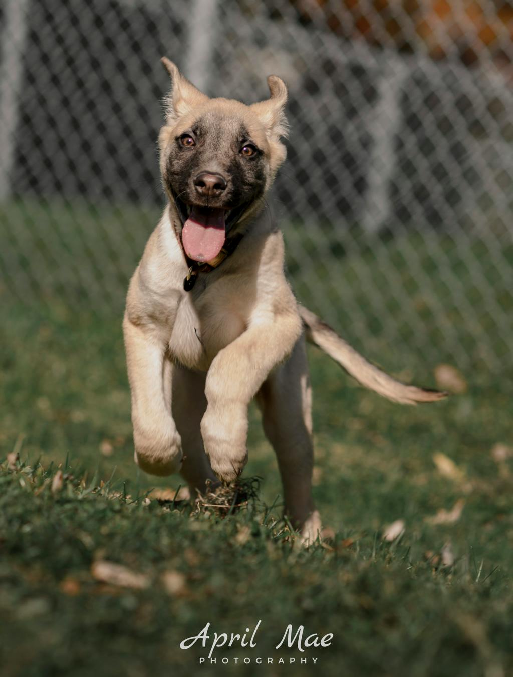 Percy(fta), a 3 months old Tan Male Husky Mixed Puppy